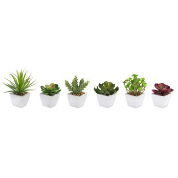 Assorted Succulent in Traditional White Pot (Set of 6)