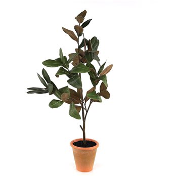 Potted Magnolia Tree Topiary 22"H