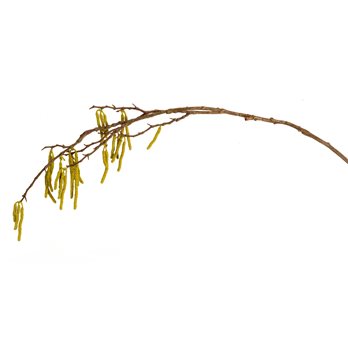 Catkin Twig Branch (Set of 6)