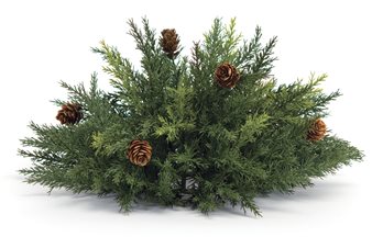 Arborvitae Half Orb 13"D