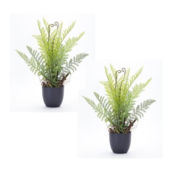 Varigated Fern Foliate in Black Pot (Set of 2)