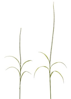 Foxtail Grass Spray (Set of 6)