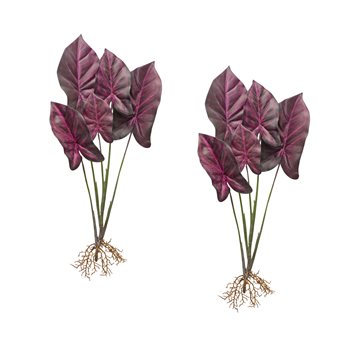 Burgandy Caladium Plant with Roots Accent (Set of 2)