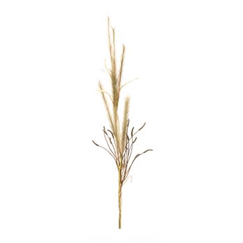 Foxtail Grass Spray (Set of 2)