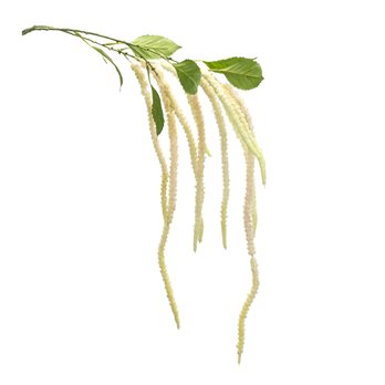 Amaranthus Floral Stem (Set of 4)