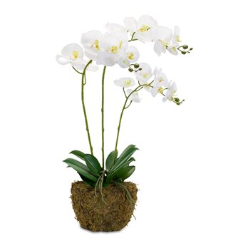 Orchid Flower Arrangements with Rooted Base 29.5"H