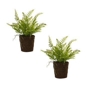 Varigated Fern Bush with Rooted Base (Set of 2)