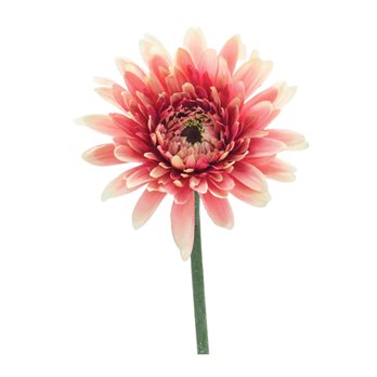 Gerbera Daisy Floral Stem (Set of 6)