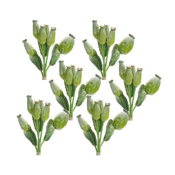 Green Poppy Pod Foliage Bundle (Set of 6)