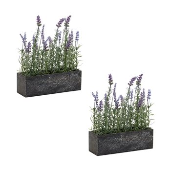 Potted Lavender Flower Box Arrangement (Set of 2)