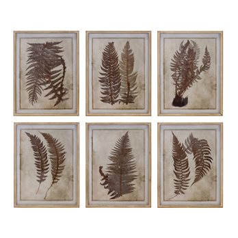 Framed Fern Print (Set of 6)