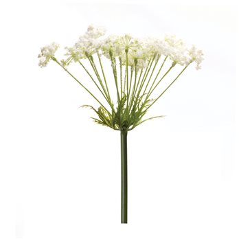 Queen Anne's Lace Stem (Set of 2)