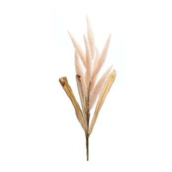 Foxtail Plume Stem (Set of 2)