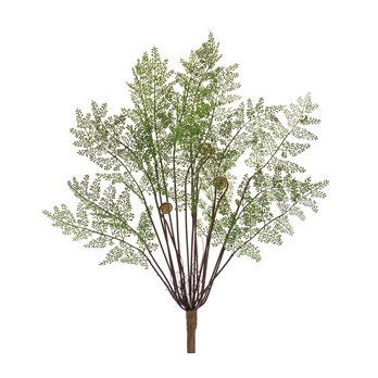 Fern Bush (Set of 2)