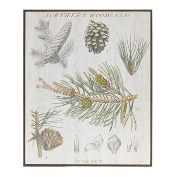 Framed Pine Encyclopedia Print 15.5"H