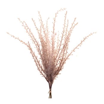 Grass Plume Bundle (Set of 6)