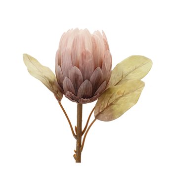 Pink Protea Flower Stem (Set of 6)