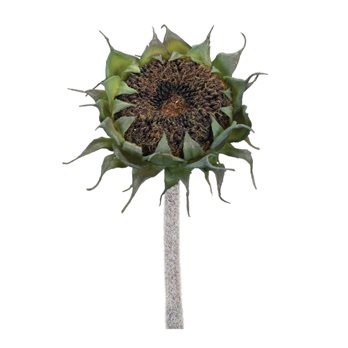 Brown Sunflower Stem (Set of 6)