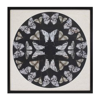 Framed Butterfly Print 25"SQ