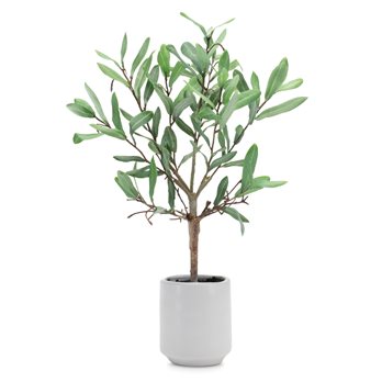 Potted Olive Leaf Topiary 17.5"H