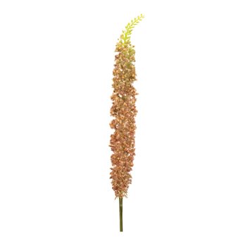 Orange Eremurus Floral Stem (Set of 2)