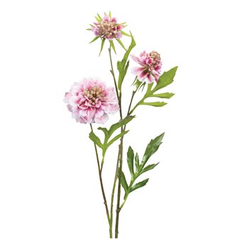 Pink Scabiosa Floral Stem (Set of 6)