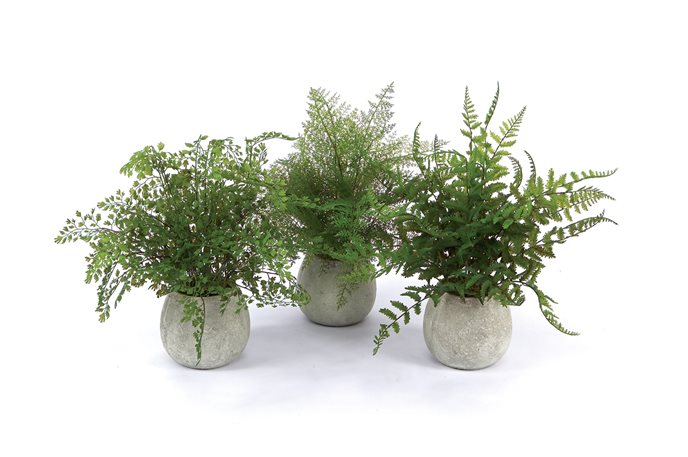 Potted Fern Plant in Grey Pot (Set of 3) Thumbnail