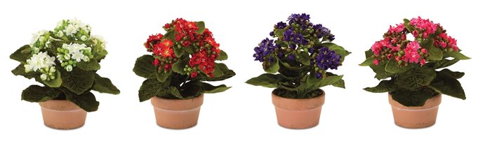 Assorted Kalanchoe Flower in Terra Cotta (Set of 4) Thumbnail