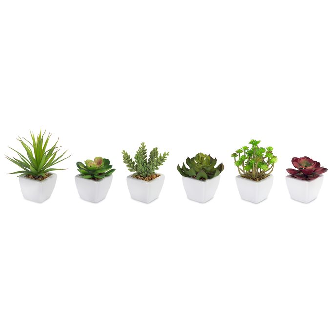 Assorted Succulent in Traditional White Pot (Set of 6) Thumbnail