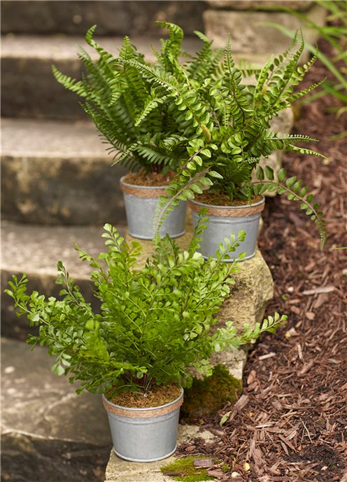 Assorted Fern Plant in Tin Pot with Jute Accent (Set of 3) Thumbnail