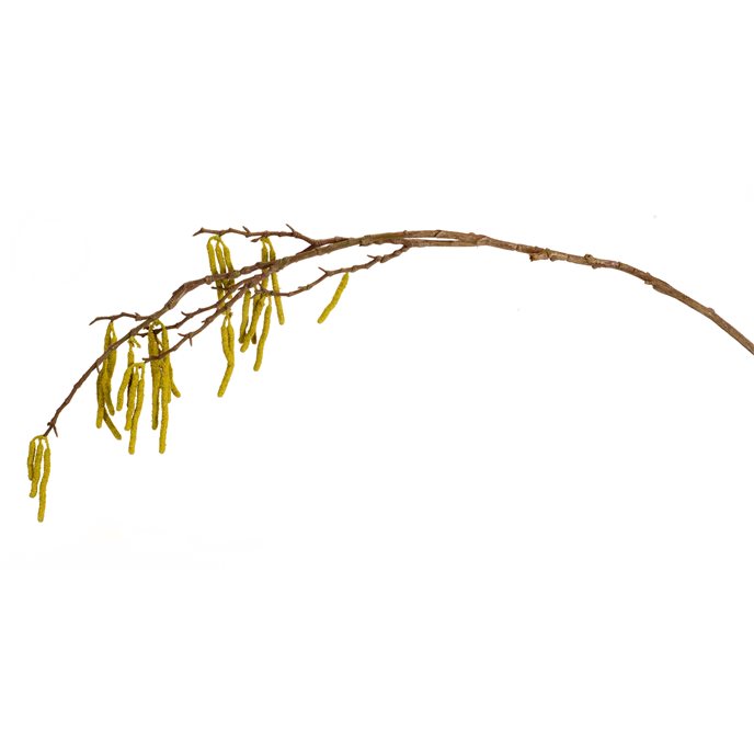 Catkin Twig Branch (Set of 6) Thumbnail