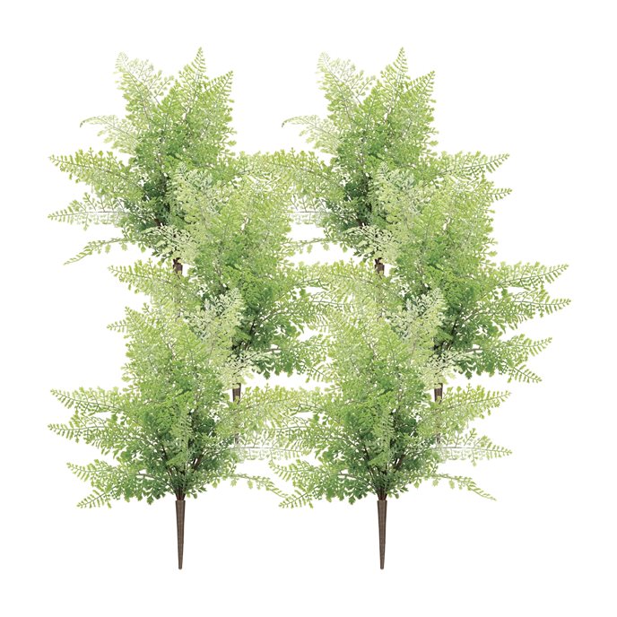 Maiden Hair Fern Bush (Set of 6) Thumbnail