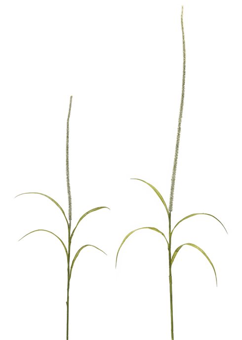 Foxtail Grass Spray (Set of 6) Thumbnail