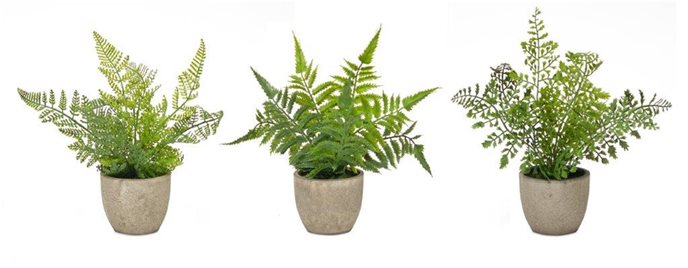 Assorted Fern Plant in Grey Pot (Set of 3) Thumbnail