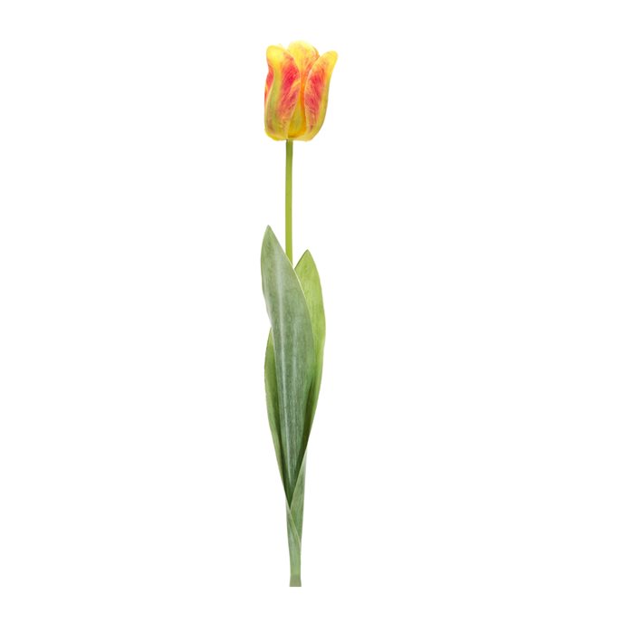 Tulip Floral Stem (Set of 6) Thumbnail