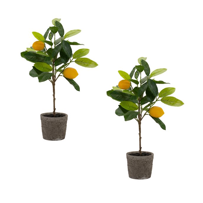 Lemon Fruit Silk Tree with Pot (Set of 2) Thumbnail