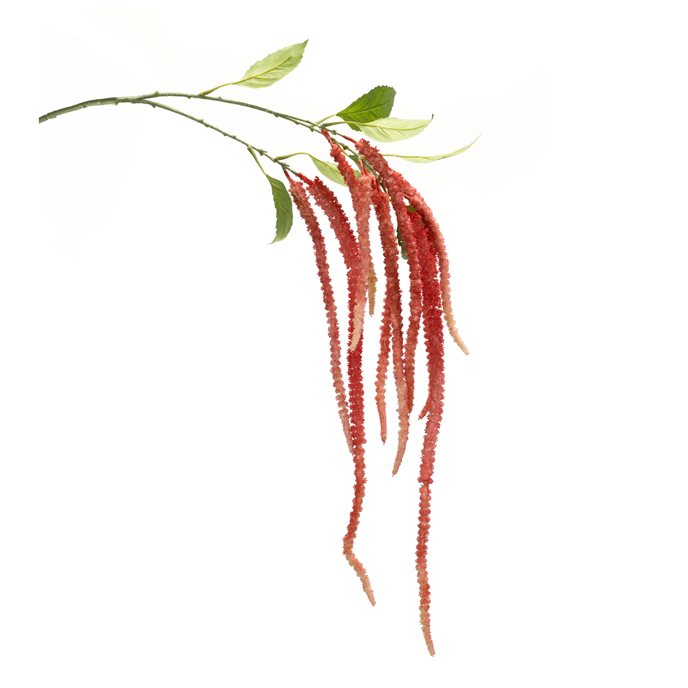 Amaranthus Floral Stem (Set of 4) Thumbnail