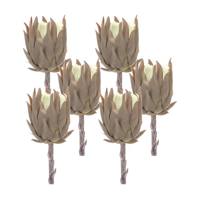 Beige Protea Stem (Set of 6) Thumbnail