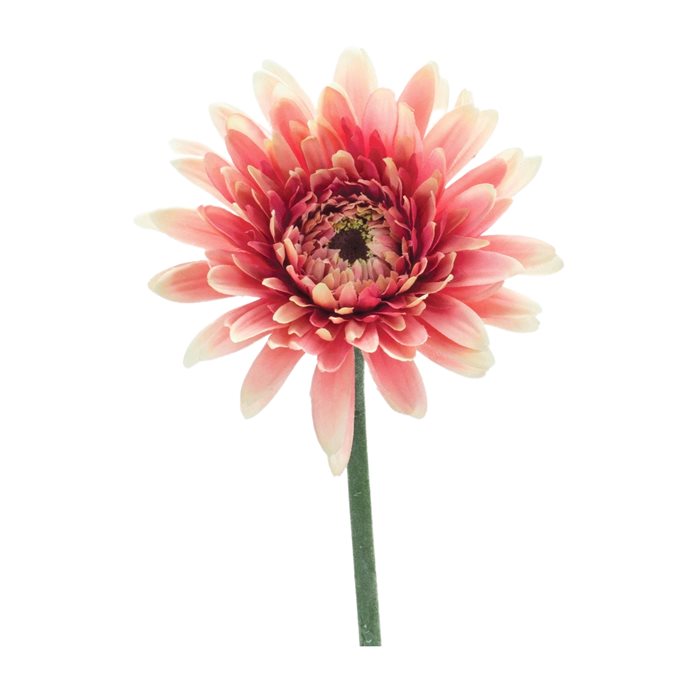 Gerbera Daisy Floral Stem (Set of 6) Thumbnail