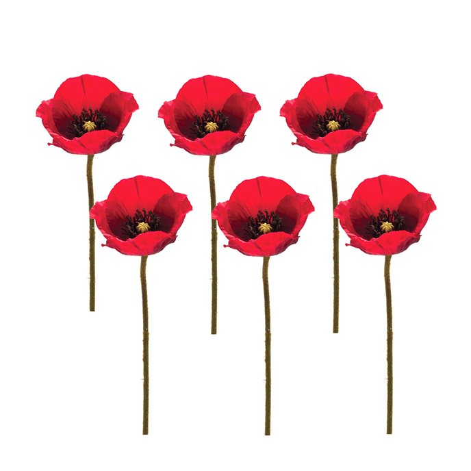 Bright Red Poppy Flower Stem (Set of 6) Thumbnail