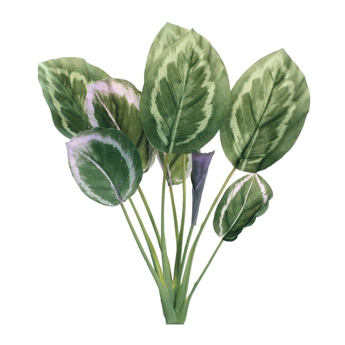 Prayer Plant Foliage Bush (Set of 6) Thumbnail