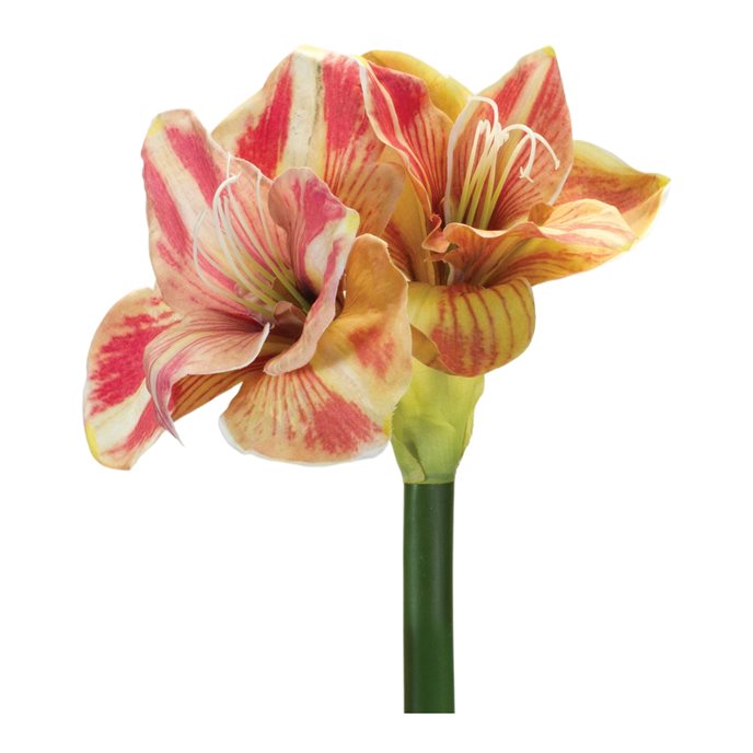 Amaryllis Flower Stem (Set of 2) Thumbnail