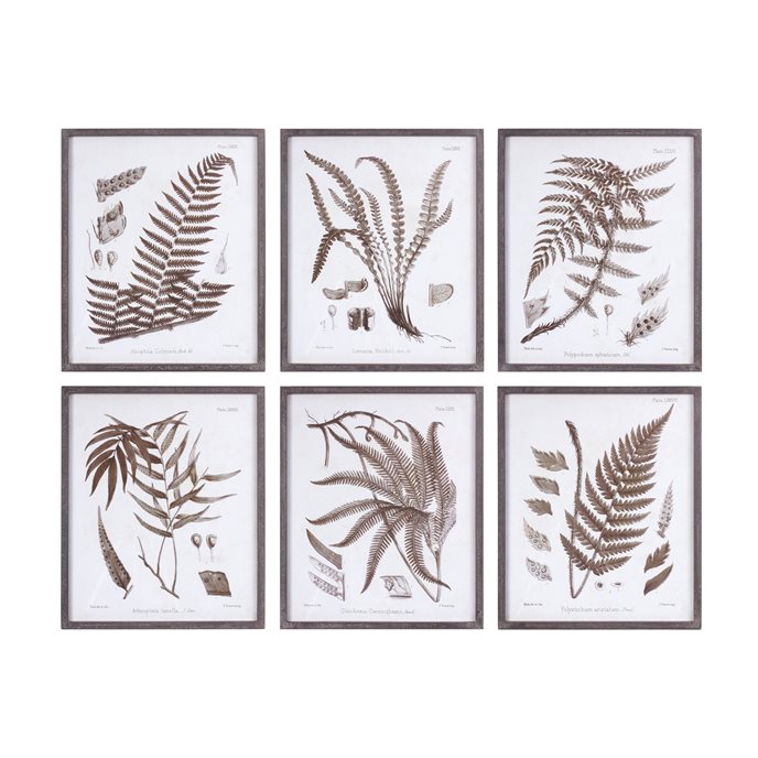 Framed Fern Print (Set of 6) Thumbnail