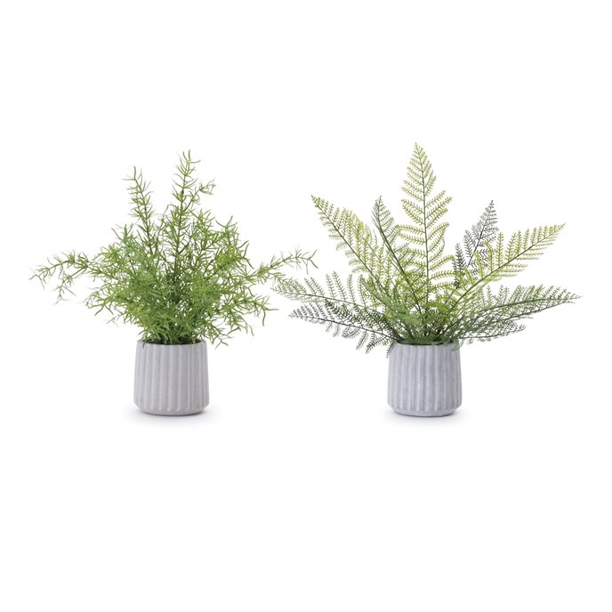 Potted Fern Plant (Set of 2) Thumbnail