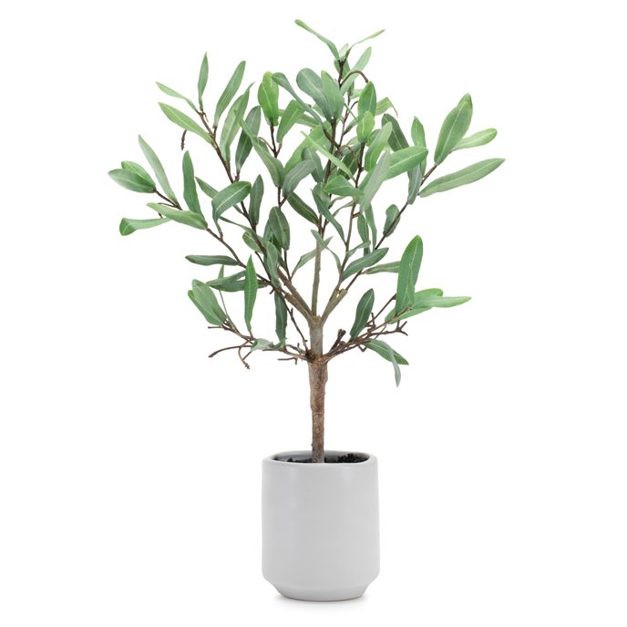 Potted Olive Leaf Topiary 17.5"H Thumbnail