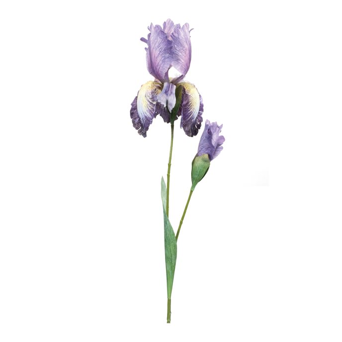 Iris Floral Stem (Set of 6) Thumbnail