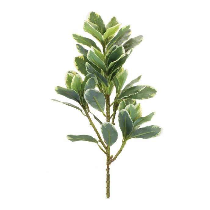 Variegated Foliage Plant (Set of 2) Thumbnail